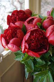 Peony Red Charm Beautiful Flowers Red Flowers Peonies