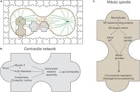 Check spelling or type a new query. Frontiers The Unusual Suspects In Cytokinesis Fitting The Pieces Together Cell And Developmental Biology
