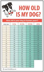 how old is my dog an easy to use chart dogs dog ages