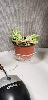 Baby Toes Dying Succulents