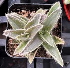 Image result for Cyanotis