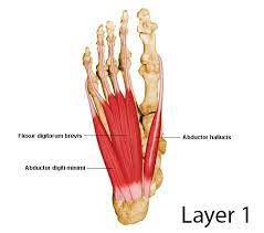 The abductor digiti minimi (abductor minimi digiti, abductor digiti quinti) is a muscle which lies along the lateral (outer) border of the foot, and is in relation by its medial margin with the lateral plantar artery, vein and nerves. Abductor Digiti Minimi Lpn Anatomy Orthobullets