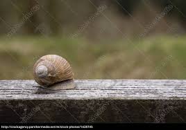 Der schneckenköder erzeugt aktive lockstoffe für nacktschnecken und andere schnecken. Schnecke Versteckt Sich Im Haus Lizenzfreies Bild 1428745 Bildagentur Panthermedia