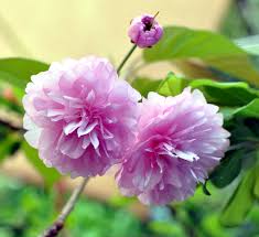 Orang ramai sibuk mengambil gambar untuk di abadikan sebagai kenangan dan bersantai menikmati keindahan bunga sakura yang mekar di. Pokok Bunga Sakura Wikipedia Bahasa Melayu Ensiklopedia Bebas