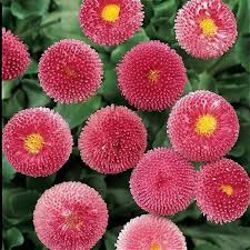 Image result for Bellis