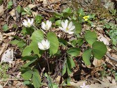 Native plants include trees, shrubs, flowering plants, grasses and ground covers and to date, pennsylvania has more than 2,000 known native plant species. 81 Native Plants For Pennsylvania Ideas Native Plants Plants Perennials