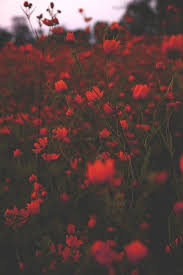 Flowers Via Tumblr Vintage Landscape Dark Flowers Red Aesthetic