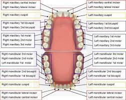 Teeth Names Locations Are In Each Quadrant Of The Mouth Each Of The Quadrants Contains 8 Perma Dental Hygiene Student Dental Hygiene School Dental Terminology