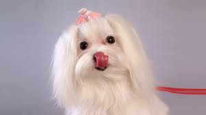 They are offered for free adoption from different reasons. Maltese Puppy All Facts Health Problems Dog Care Petmoo