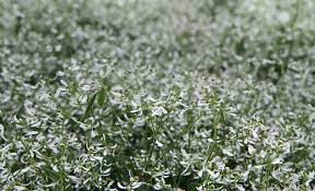 Fiori bianchi vaso / bellissimo bouquet di fiori bianchi in un vaso fotografie stock e altre immagini di alstromeria istock : Euphorbia Diamond Frost Vaso 14 Cm Societa Agricola Il Sumenzat