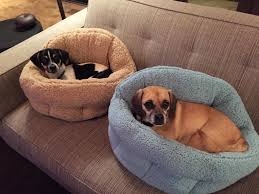 We did not find results for: This Pet Bed Is Super Comfy And Machine Washable So You And Your Pet Will Love It