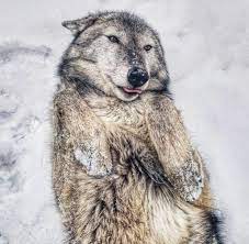 Pin By Mickael Dore On Wolves Funny Wolf Wolf Husky Wolf Photos