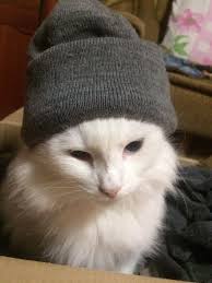 Gangsta By Volsta What You Think About Gatinhos Animais Negras