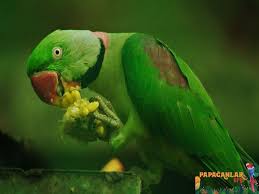 beslenme ile ilgili bilinmesi gerekenler pet birds bird room ideas bird