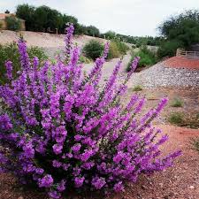 Jacaranda tree with purple flowers. Purple Flowering Texas Sage Planting Flowers Drought Tolerant Garden Flowering Shrubs