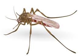 Subliniază diferența dintre plasmodium și malarie. Malaria Diagnostic Clinic Chimioterapie È™i Prevenire Cum Se Transmite Exact Malaria È™i Cine Este PurtÄƒtorul Ciclul De ViaÈ›Äƒ Al Patogenilor Malariei Umane