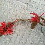 Image result for Priva flabelliformis