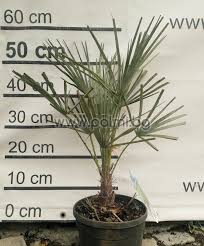 Check spelling or type a new query. Chamaerops Humilis Var Cerifera Blue Mediterranean Fan Palm In 3ltr Pot