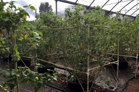 The beautiful blooms of the hibiscus are often associated with warm and tropical areas, especially hawaii, but there are plenty of varieties that those of us in colder regions can enjoy. Homegrown Poha Berries Akatsuka Orchid Gardens