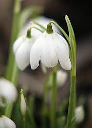 Snowdrop Bulbous Plants Plants Flower Dictionary