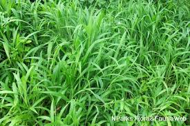 Image result for Setaria grandis