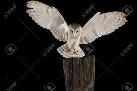 Barn Owl In Flight Of Perching On A Trunk With Open Wings Black Barn Owl Barn Owl Tattoo Owl