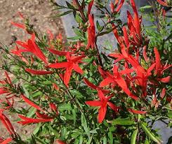 Image result for Anisacanthus