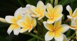 We did not find results for: Hal Unik Dari Bunga Kamboja Untuk Kamu Tau Property145