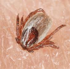 Borreliose Eine Fehlbehandlung Kann Schwerwiegende Folgen Haben Welt