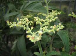 Image result for Cyphostemma lanigerum