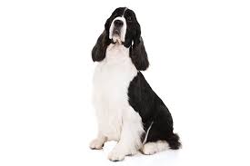 In 1902, cocker spaniels and english springer spaniels officially became two distinct breeds instead of variations of the same breed. English Springer Spaniel Dog Breed Information