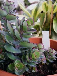 Kalanchoe Laxiflora V Violacea Succulent Gardening Cacti And Succulents Planting Succulents