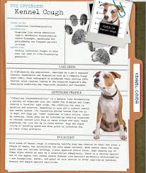 Kennel Cough Risks Pet Health Dog Wellness Dog Coughing