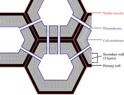 From the outermost layer of the cell wall, these layers are identified as the middle lamella, primary cell wall, and secondary cell wall. Plant Cell Wall Description Role In Transport And Effect Of Electroporation Springerlink