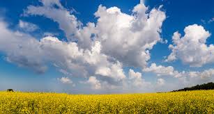 Фотография Хмари та рапс / Олексій Будник / photographers.ua