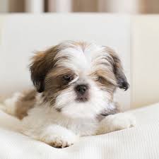 If you've adopted a puppy from us here at blissful shih tzu post a current photo below. Breeders With Shih Tzu Puppies For Sale In Texas