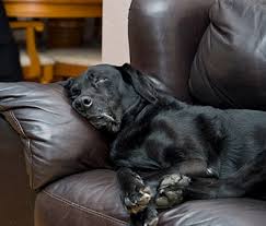 Not always a bad disease! Controlling Hypothyroidism In Dogs