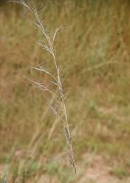 Image result for Aristida meridionalis