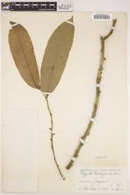 Image result for Discopodium penninervium