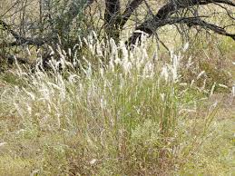 Image result for Bothriochloa