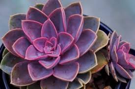There are numerous varieties of succulents, but these are the most common and those you'll most likely run across. 25 Stunning Purple Succulents And Cactus Plants