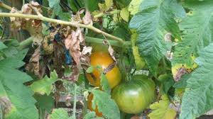 How To Use Hydrogen Peroxide On Your Tomato Plants To Stop Fungal Dise The Rusted Garden
