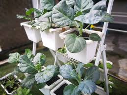 Belajar cara tanam strawberi tanah rendah (lowland) dalam pasu / pot di rumah. Cikgu Kebun Academy Tips Tanam Sayur Organik Dalam Pasu Bertingkat