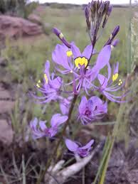 Image result for Cleome maculata