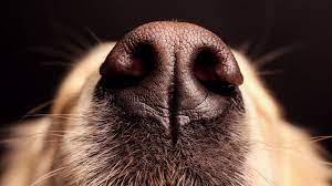 Should A Dog S Sniff Be Enough To Convict A Person Of Murder Science Aaas