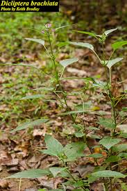 Image result for Dicliptera carvalhoi