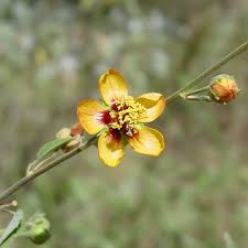 Image result for Abutilon austro-africanum