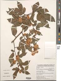 Image result for Orthopichonia cirrhosa