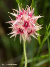 Image result for Trifolium polystachyum