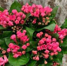 Maybe you would like to learn more about one of these? Ohio Columbus Bill Doran Company Wholesale Florist Bulk Flowers Nationwide